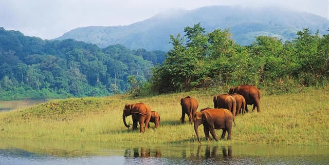 Wildlife / Nature thekkady