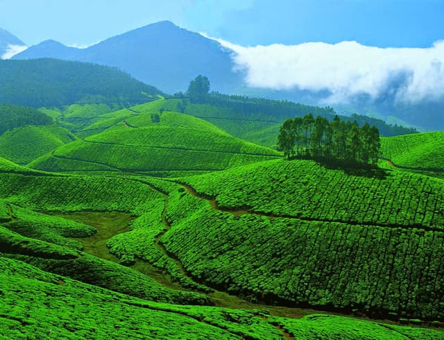 HillStation munnar